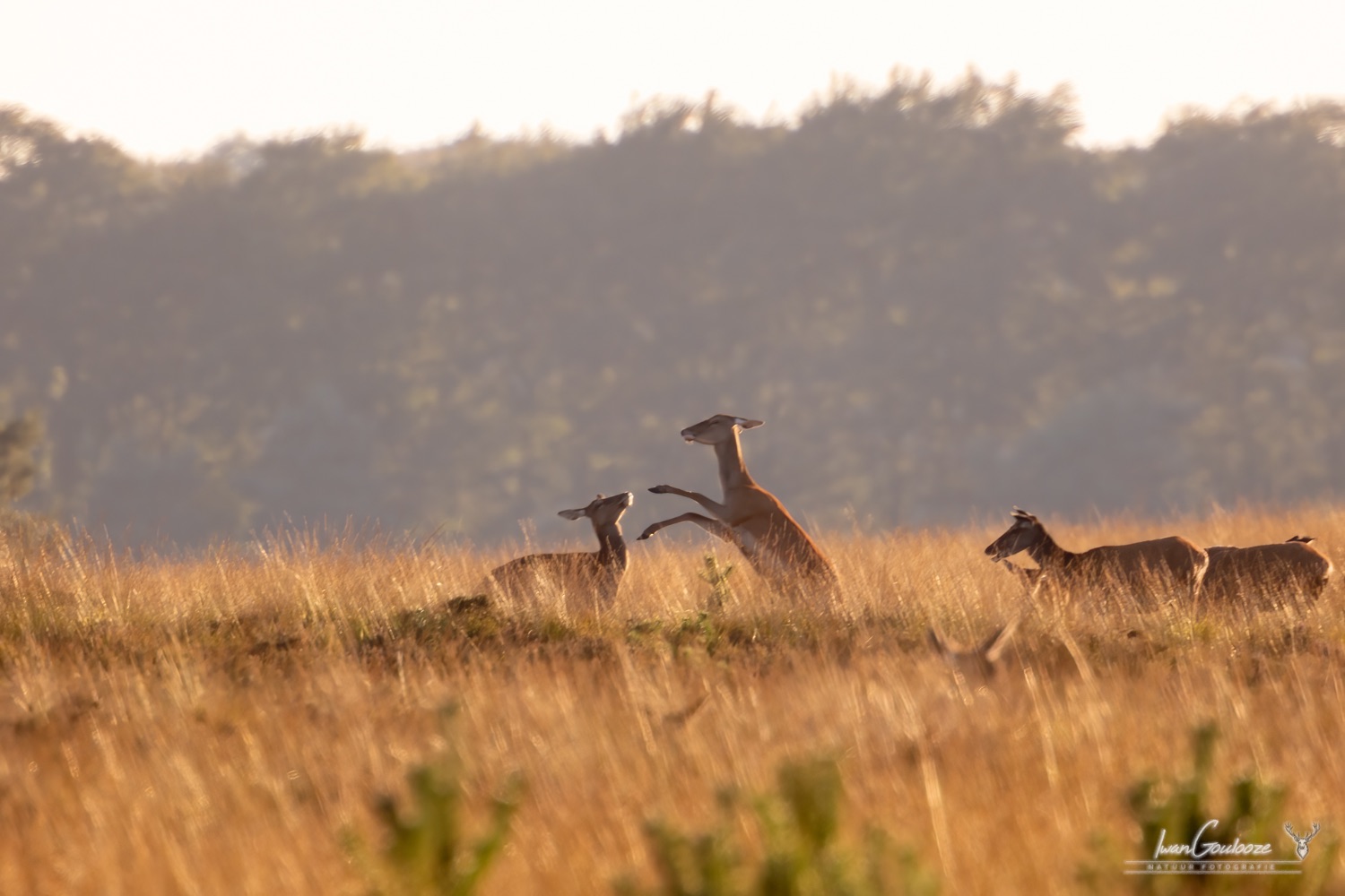 24 september 2023 183801  R2A5650 bewerkt